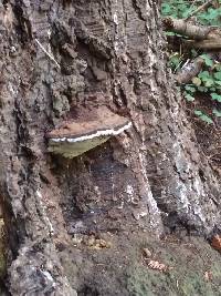 Ganoderma applanatum image