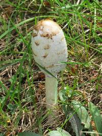 Coprinus comatus image