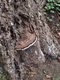 Ganoderma applanatum image