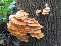 Laetiporus sulphureus image