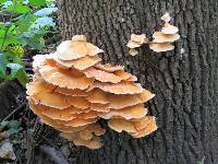 Laetiporus sulphureus image