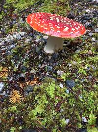 Amanita muscaria image