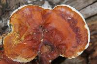 Ganoderma lucidum image