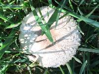 Chlorophyllum molybdites image