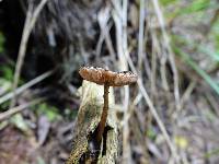 Pluteus perroseus image