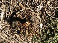 Chlorophyllum molybdites image