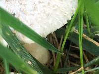 Chlorophyllum molybdites image