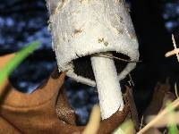 Coprinus comatus image