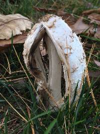 Coprinus comatus image