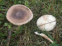 Amanita vaginata image