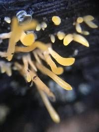 Mucronella flava image