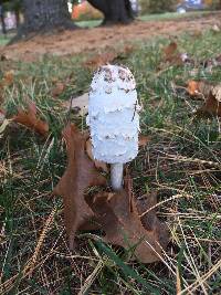 Coprinus comatus image