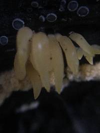 Mucronella flava image