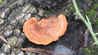 Pycnoporus sanguineus image