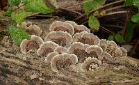 Trametes versicolor image