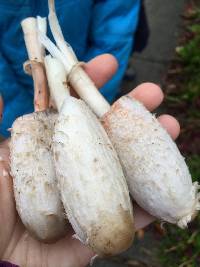 Coprinus comatus image