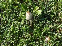 Coprinus comatus image