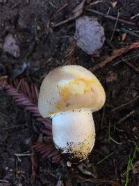 Agaricus xanthodermus image