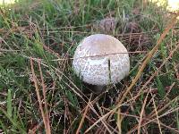 Chlorophyllum rhacodes image