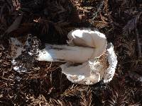 Chlorophyllum brunneum image