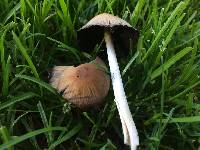 Coprinellus micaceus image