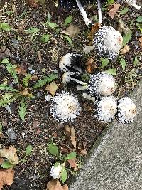 Coprinus comatus image