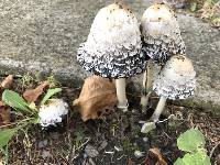 Coprinus comatus image