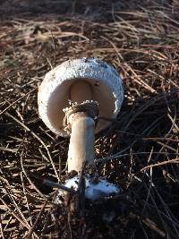 Chlorophyllum rhacodes image