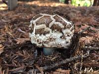 Chlorophyllum brunneum image