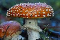 Amanita muscaria image