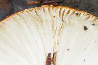 Amanita muscaria image