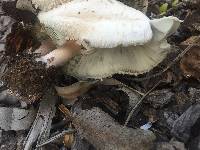 Chlorophyllum molybdites image