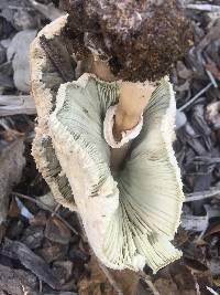 Chlorophyllum molybdites image