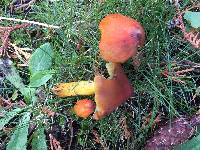 Hygrocybe conica image