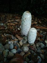 Coprinus comatus image