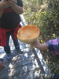 Amanita muscaria var. guessowii image