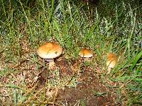 Psilocybe cubensis image