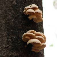 Pleurotus ostreatus image