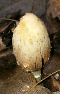 Coprinus comatus image