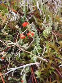 Cladonia macilenta image