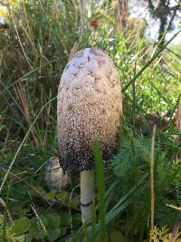 Coprinus comatus image