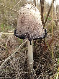 Coprinus comatus image