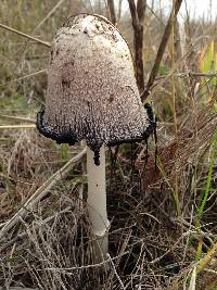 Coprinus comatus image