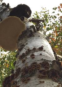 Piptoporus betulinus image