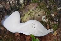 Ganoderma applanatum image