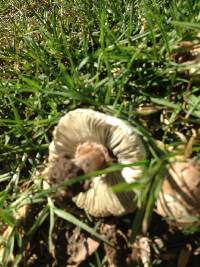 Chlorophyllum molybdites image