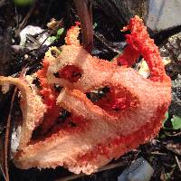 Clathrus ruber image