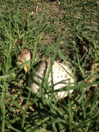 Chlorophyllum molybdites image