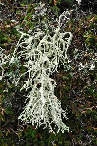 Evernia prunastri image