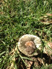 Chlorophyllum molybdites image